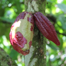 2011-10 Vicentillo Cacao